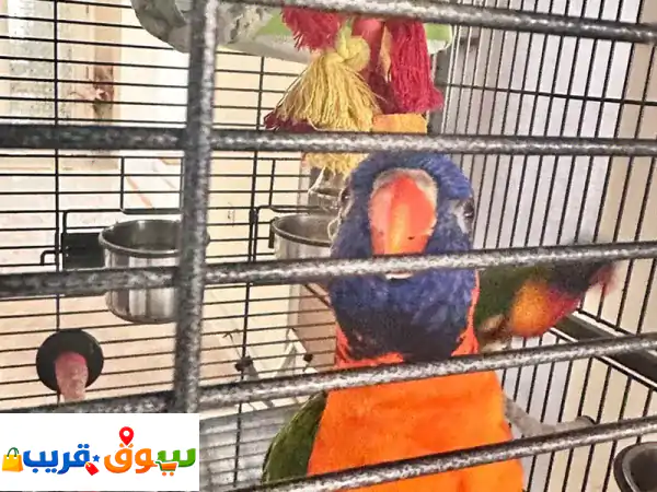 زوج ببغاء لوريكيت قوس قزح: ألوان ساحرة وبهجة لا تنتهي لمنزلك! 4