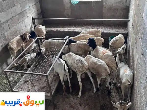 يوجد غنم وطيور 4