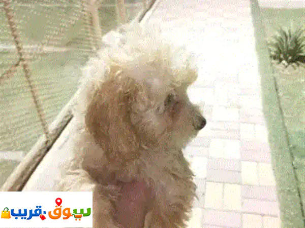 متاح بودل اناث وذكور العمر شهرين متوفر الوان كل التحصينات الفير وسيه والديدان والحشرات 2