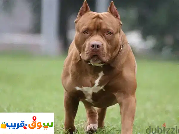pure Dogs 4