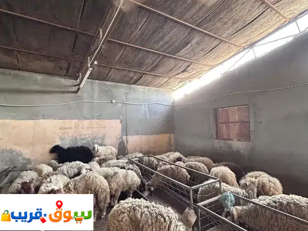 يوجد غنم وطيور 2