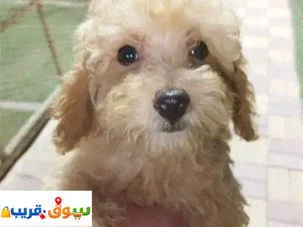 متاح بودل اناث وذكور العمر شهرين متوفر الوان كل التحصينات الفير وسيه والديدان والحشرات