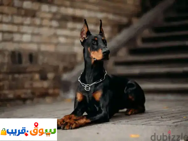 pure Dogs 3