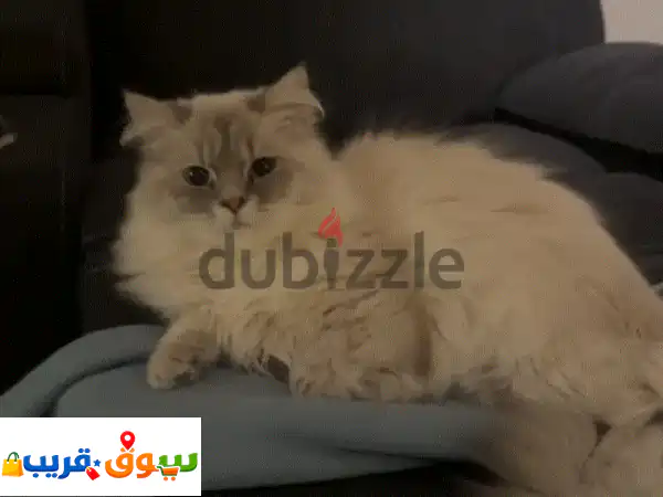 Adoption للتبني 3