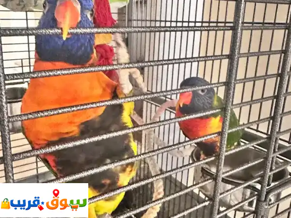 زوج ببغاء لوريكيت قوس قزح: ألوان ساحرة وبهجة لا تنتهي لمنزلك! 3