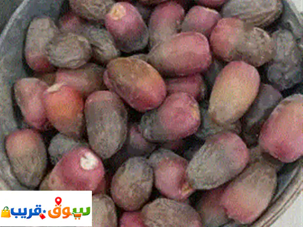 بيع/ تمور فاخره جميع أنواع التمور الرطب 3