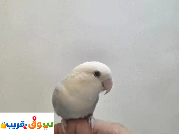 طير روز العمر 6 اشهر  متعلم 3