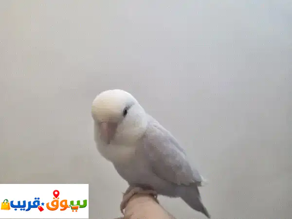طير روز العمر 6 اشهر  متعلم 4