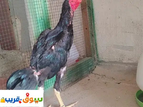 Fighter chicken for sale