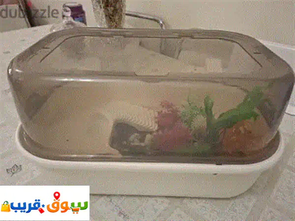 Fighter chicken for sale 2
