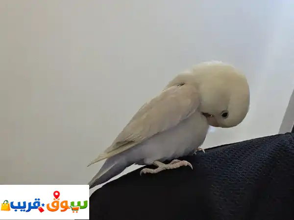 طير روز العمر 6 اشهر  متعلم 2