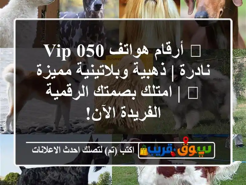 🌟 أرقام هواتف VIP 050 نادرة | ذهبية وبلاتينية مميزة 💎 | امتلك بصمتك الرقمية الفريدة الآن!