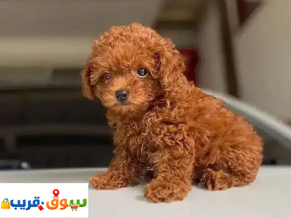 جرو بودل بيور ساحر 🐾 10 أسابيع - مدرب منزليًا وجاهز لمنزل جديد! 4
