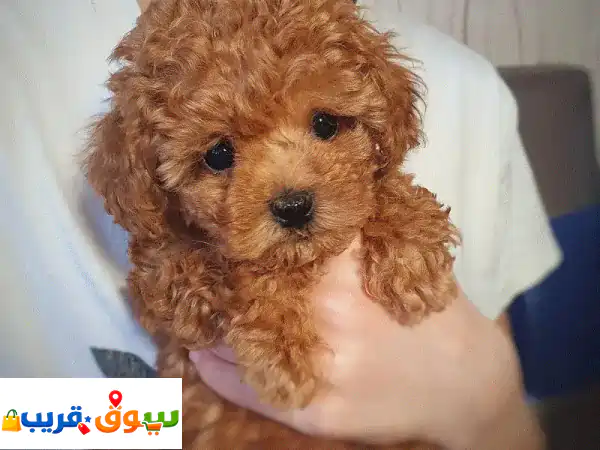 جرو بودل بيور ساحر 🐾 10 أسابيع - مدرب منزليًا وجاهز لمنزل جديد! 3