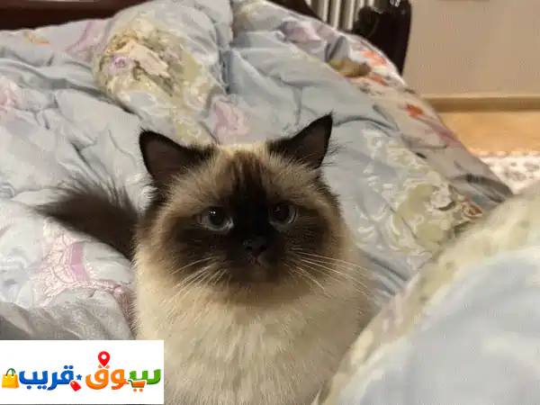 Hamalia for adoption 3