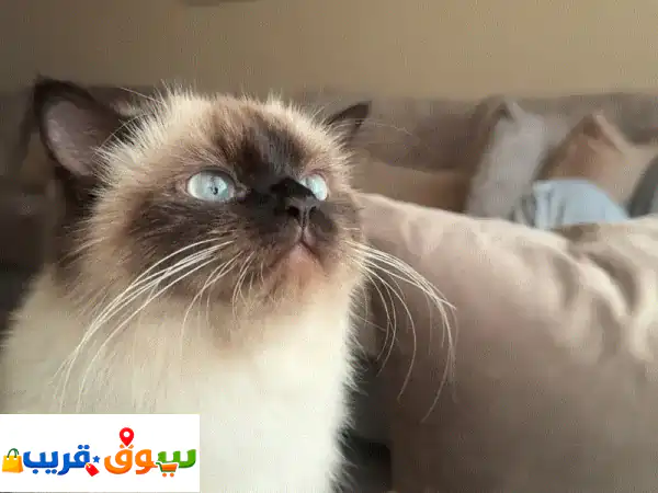 Hamalia for adoption