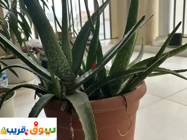 أثاث حدائق فاخر ونباتات الألوفيرا والدفلة: جمال منزلك يبدأ هنا! 2