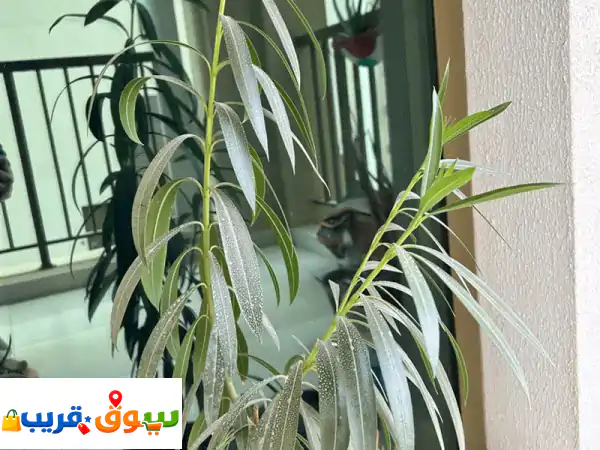 أثاث حدائق فاخر ونباتات الألوفيرا والدفلة: جمال منزلك يبدأ هنا! 3