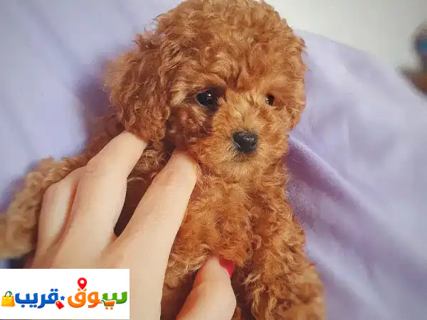 جرو بودل بيور ساحر 🐾 10 أسابيع - مدرب منزليًا وجاهز لمنزل جديد! 2