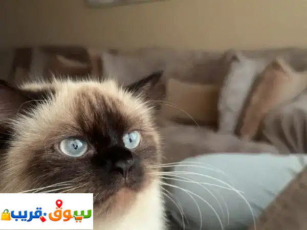 Hamalia for adoption 2