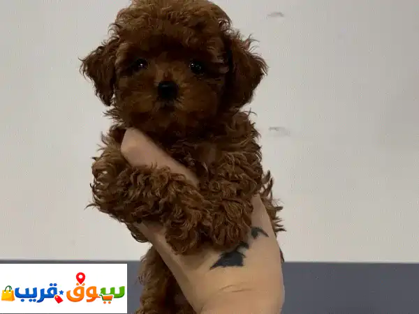 Teacup Poodles for Sale 2