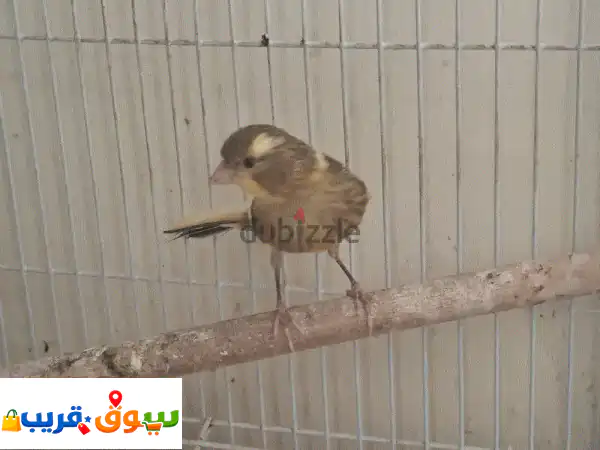 فرصة مميزة: ذكر كناري مغرد للبيع أو تبديل بفرخ + 2 كجم طعام كناري مجاني! 3