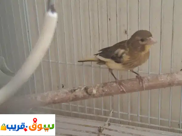 فرصة مميزة: ذكر كناري مغرد للبيع أو تبديل بفرخ + 2 كجم طعام كناري مجاني! 2