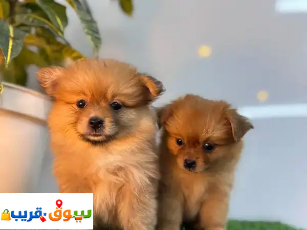 جرو بوميرانيان للبيع: جمال آسر بوجه دبّ | مطعّم بالكامل | عمر شهرين | نقي 100% 2