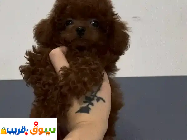 Teacup Poodles for Sale 4