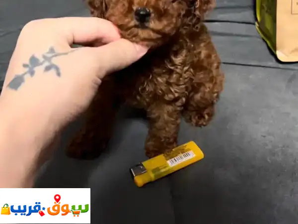 Teacup Poodles for Sale 3