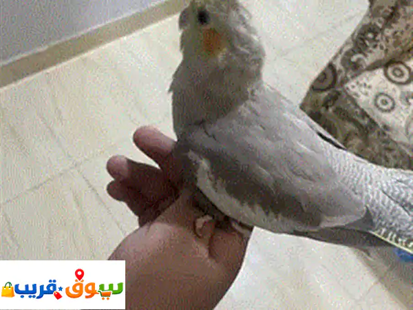 للبيع زوج كوكتيل