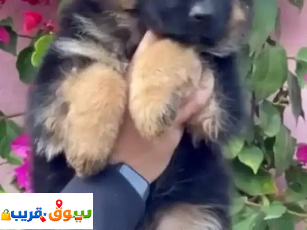 male and female German shepred available for sell 3