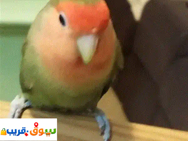 روز أليف رمادي مميز للبيع: رفيق أطفالك الودود الذي لا يعض أبداً! 3