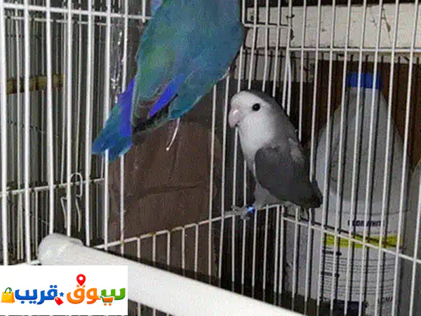 روز أليف رمادي مميز للبيع: رفيق أطفالك الودود الذي لا يعض أبداً! 4