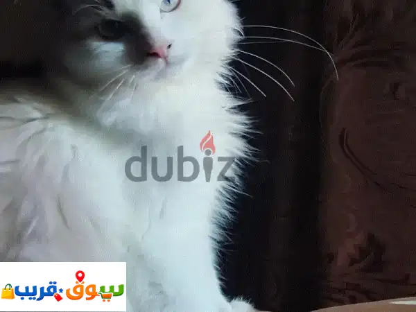 قط شيرازي ميكس للتبني 3