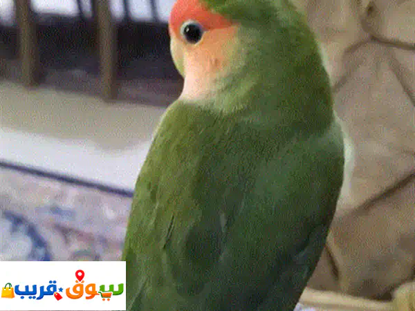 روز أليف رمادي مميز للبيع: رفيق أطفالك الودود الذي لا يعض أبداً! 2