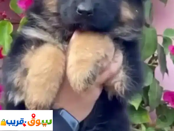male and female German shepred available for sell
