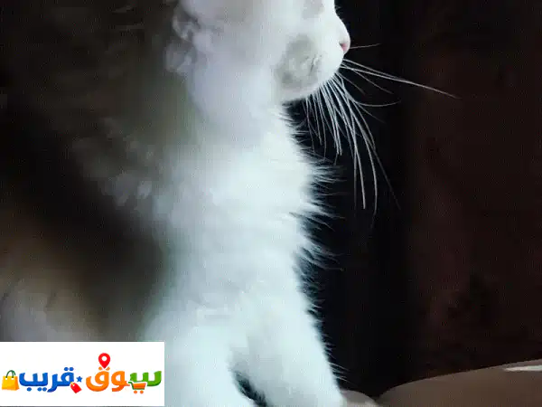 قط شيرازي ميكس للتبني 2