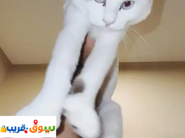 قط شيرازي ميكس للتبني 4