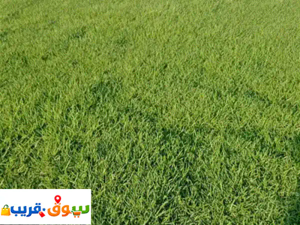 خدمات تنسيق حدائق بأحدث الأساليب نقدم لك خدمات متكاملة لتنسيق حديقتك تركيب العشب الطبيعي  قص ... 3
