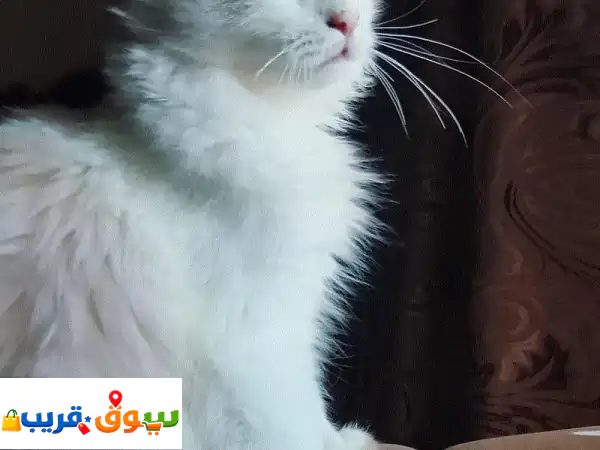قط شيرازي ميكس للتبني