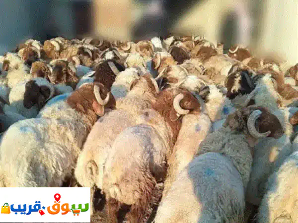 مشويات أبو محمد للشواء في موقع تنسيق حفلات شواء خارجي وأعياد ميلاد وجميع المناسبات للرجال والنساء ... 4