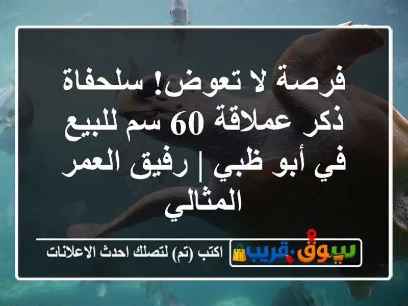 فرصة لا تعوض! سلحفاة ذكر عملاقة 60 سم للبيع في أبو ظبي...