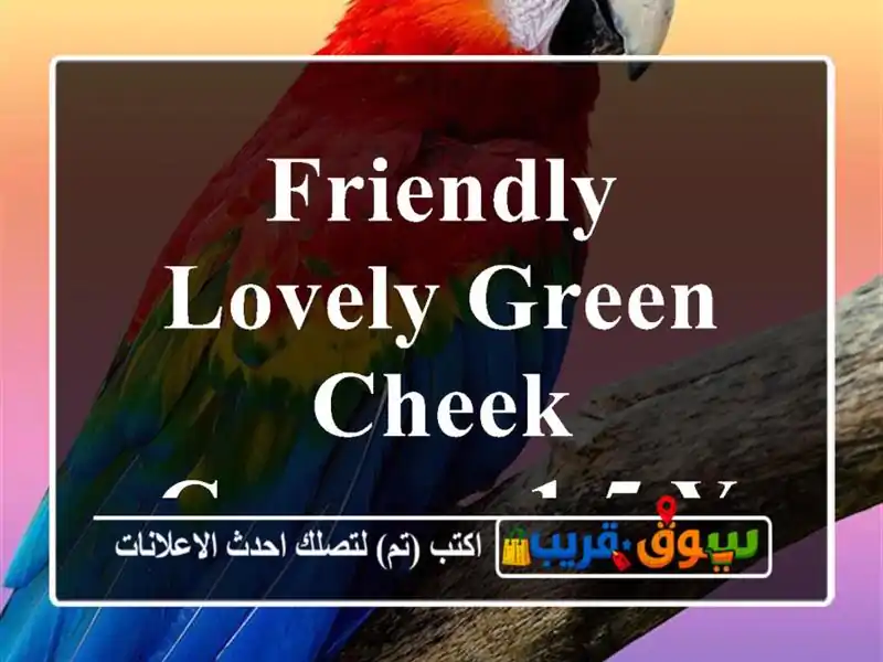 Friendly & lovely Green cheek conures 1.5 years old