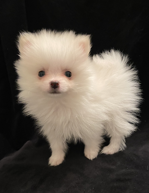  Beautiful Pomeranian puppies for good home