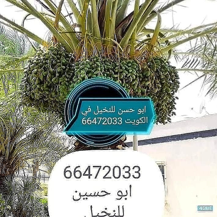 ابو حسن للنخيل