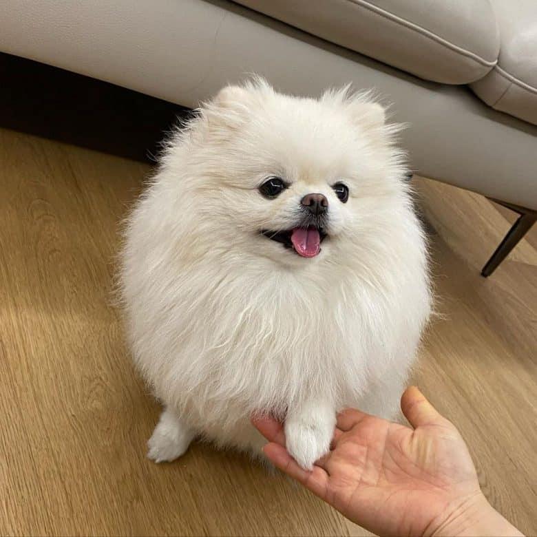 Pomeranian puppies