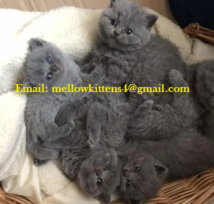 Well Socialized Male and Female British Shorthair