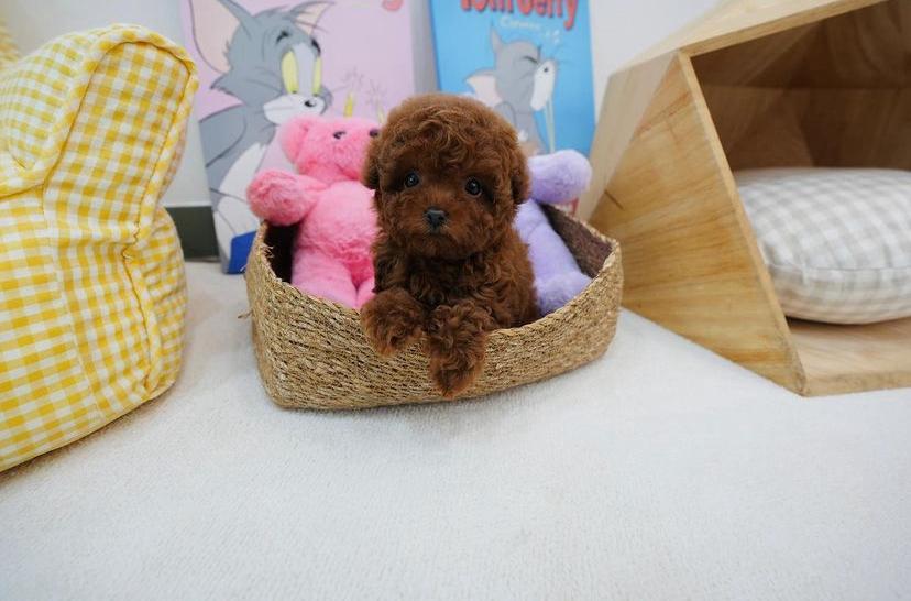 Teacup Poodle puppy for sale ,WhatsApp: +1(484)718‑9164