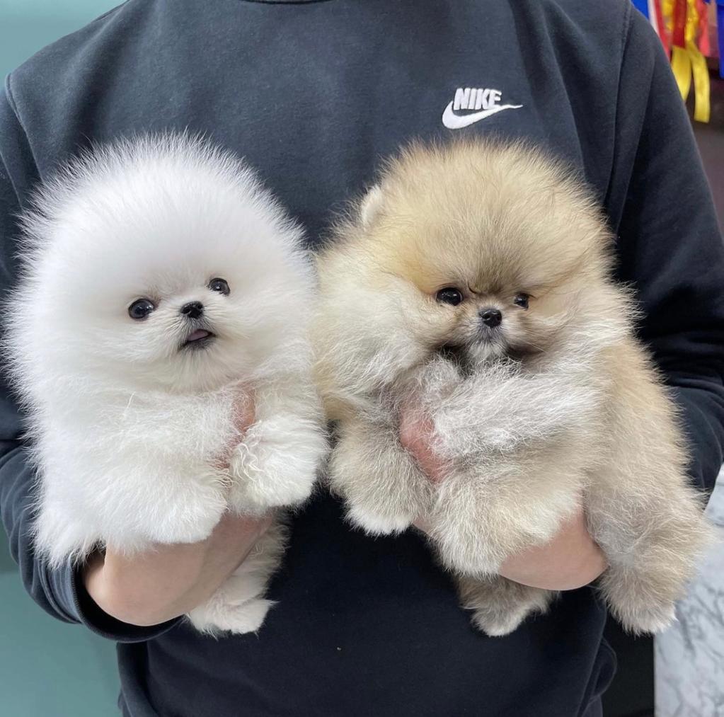 Teacup Pomeranian puppies for sale WhatsApp: +1(484)718‑9164